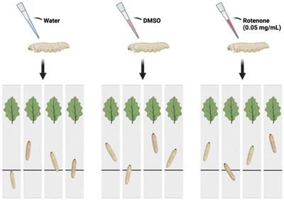 Rotenone-induced PINK1/Parkin-mediated mitophagy: establishing a silkworm model for Parkinson’s disease potential